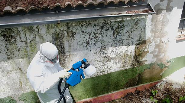 Mold Removal service in Berthoud